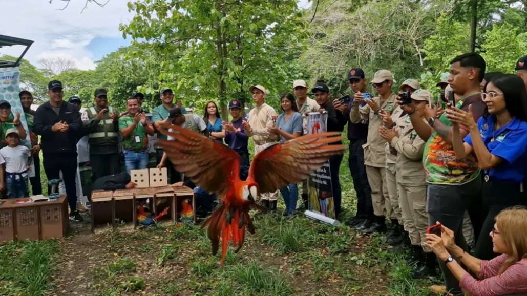 Ils libèrent le premier drapeau des macaws en portugais