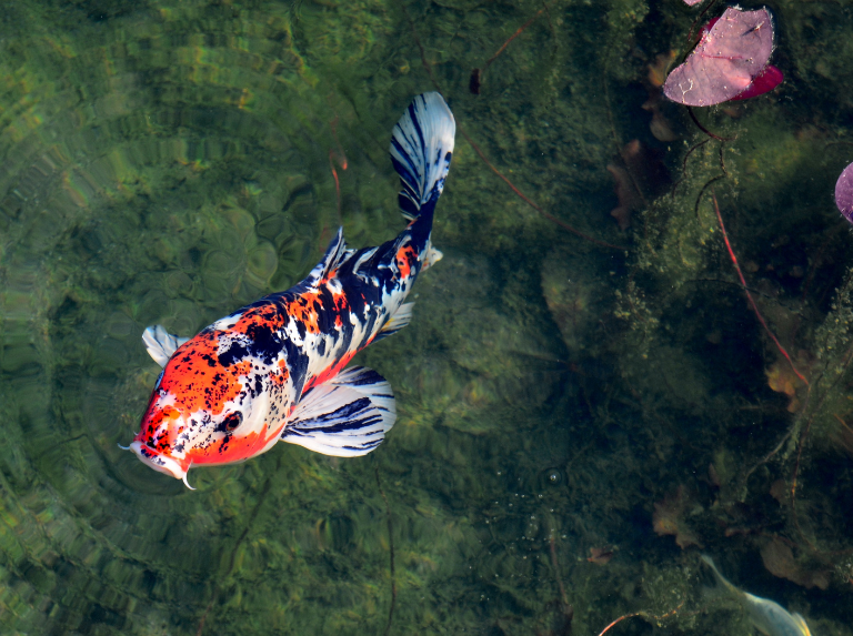 Koi Fish in Japan Drains: un exemple de coexistence avec la nature