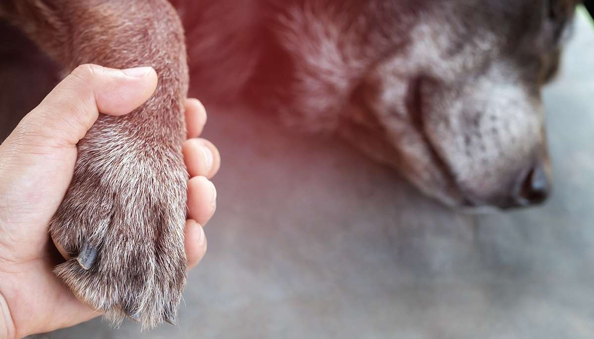 Les anciens animaux doivent être des soins particuliers