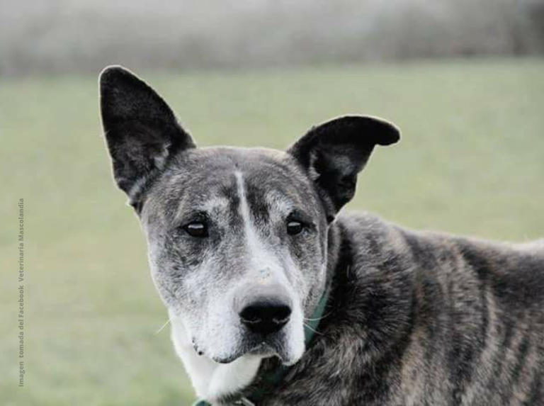 Les leçons que j'ai apprises après avoir adopté un vieux chien