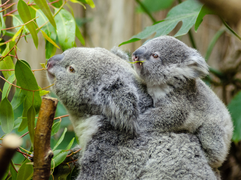 Plus de 750 koalas ont été sacrifiés après un incendie en Australie