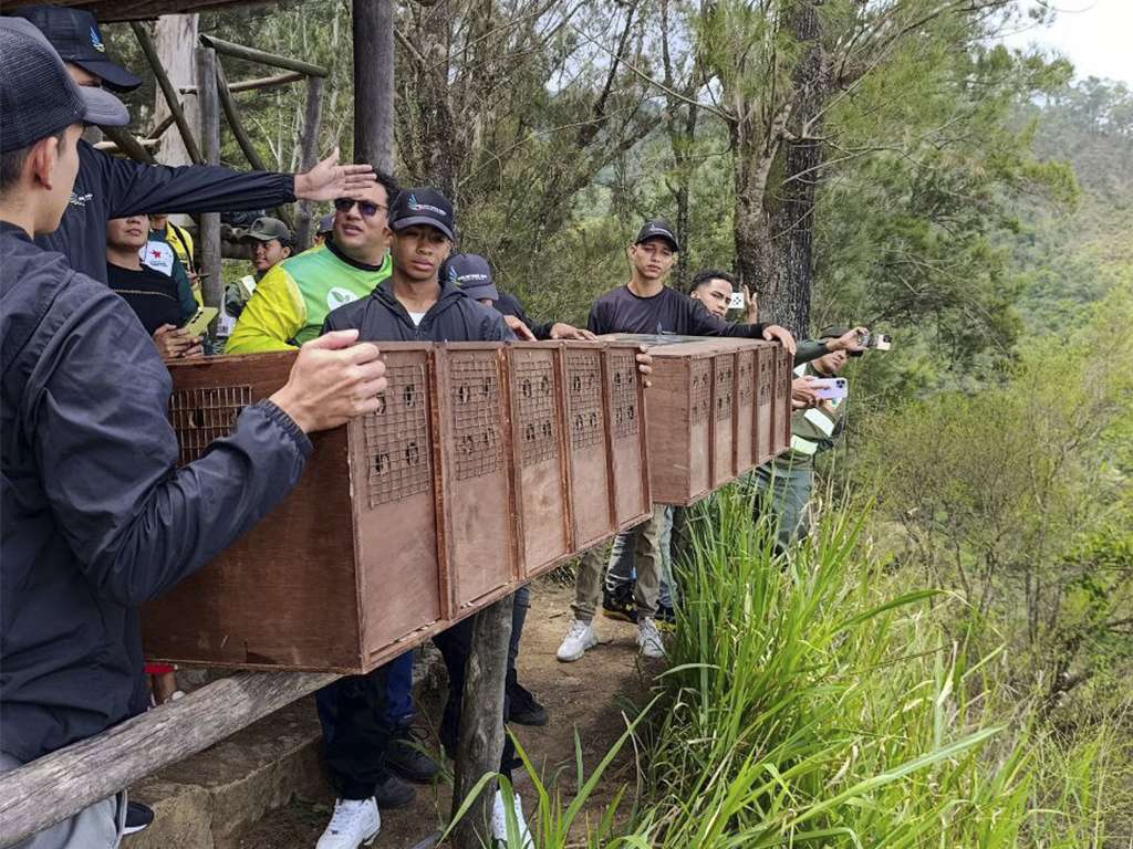 Espèces sauvages avec une nouvelle maison au Waraira Repano