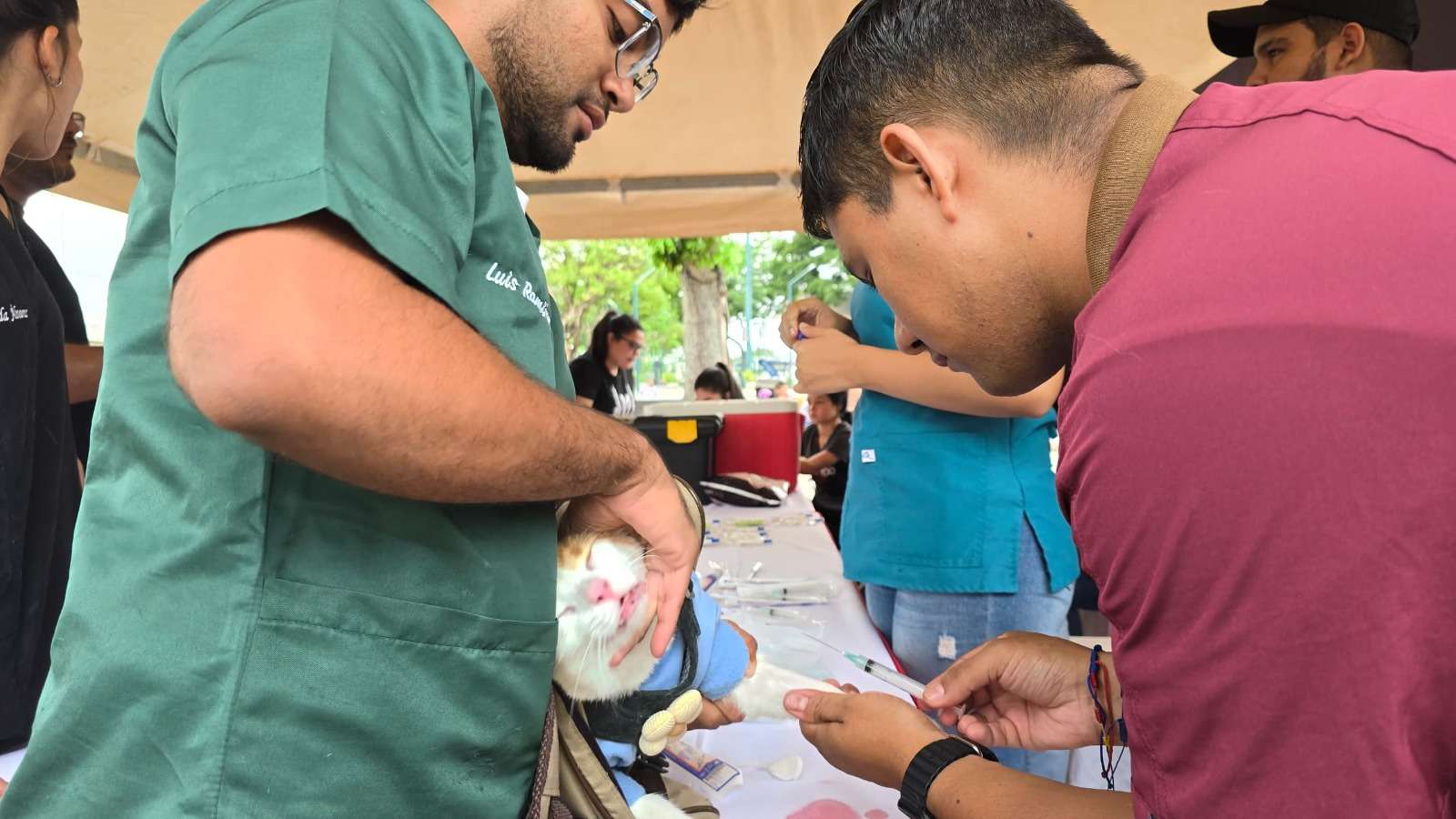 Implant 300 micropuce aux animaux dans un état d'abandon à Monagas