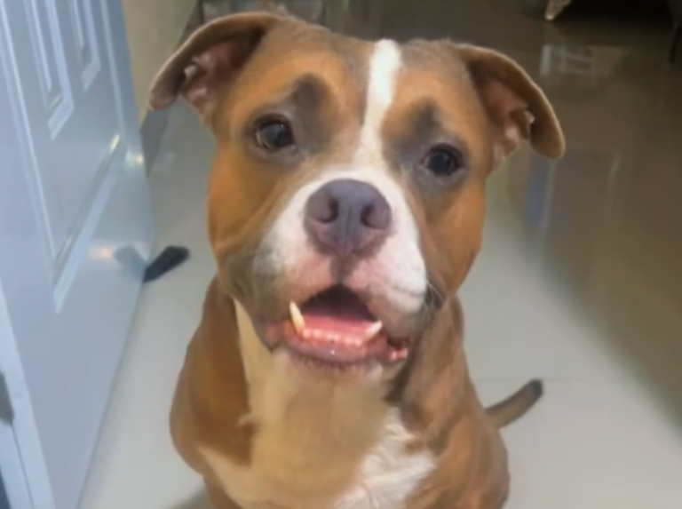 Un Mestizo Pitbull qui n'a pas peur, si je ne veux pas aimer