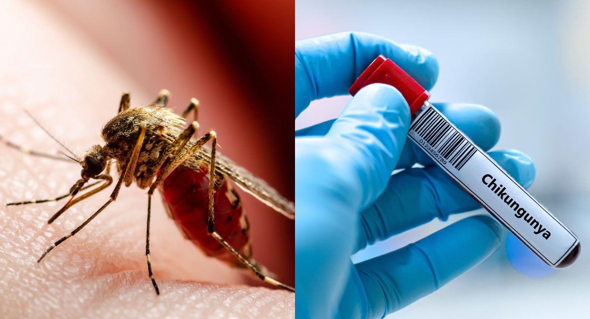 Brote de Chikungunya en China genera preocupación mundial. Foto: Shutterstock
