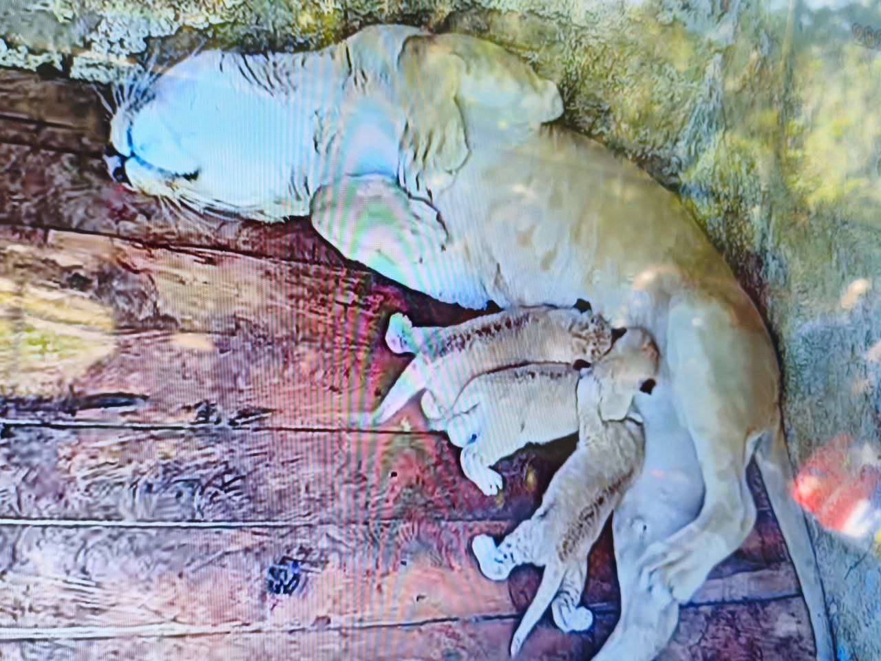 3 chiots "Panther Leo" sont nés dans le parc Chorros de Milla