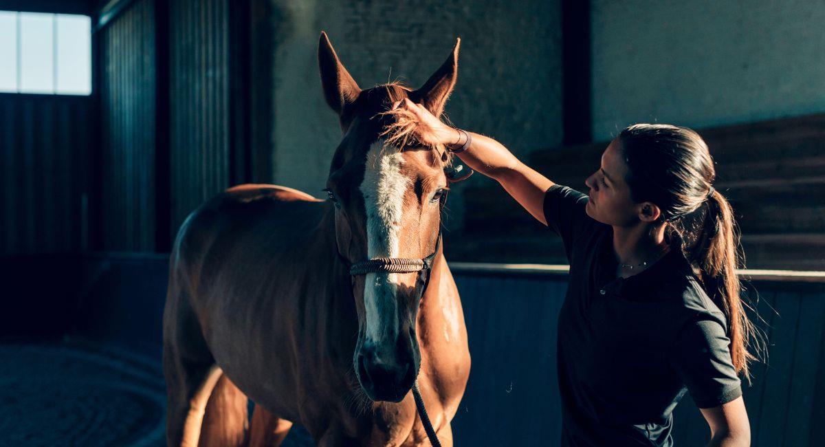 Adopción de perros y caballos retirados: así puedes participar en el programa “Adopta un Héroe”. Foto: Shutterstock