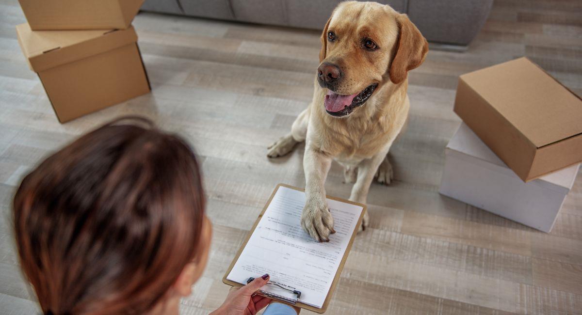 Mujer registró a su perro como votante en California. Foto: Shutterstock