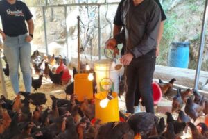 Des jeunes élèvent des poulets et des cochons au Parque Caiza