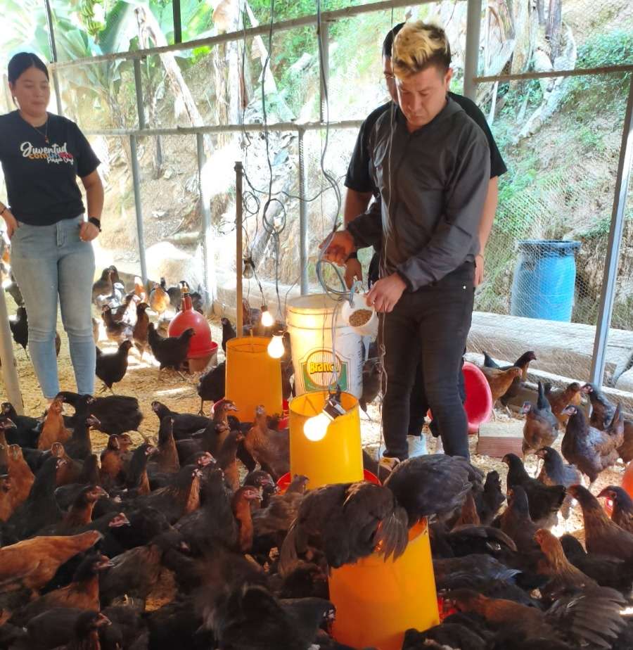 Des jeunes élèvent des poulets et des cochons au Parque Caiza