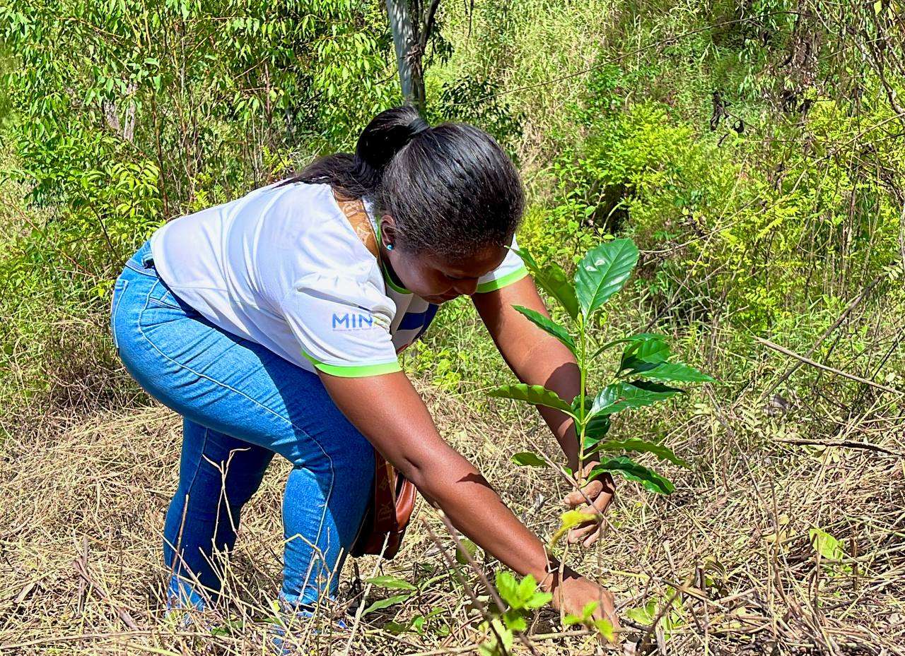 Ils plantent plus de 32 000 espèces lors de la journée nationale du reboisement
