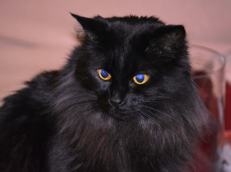 Journée internationale du chat noir : du mythe à l'amour