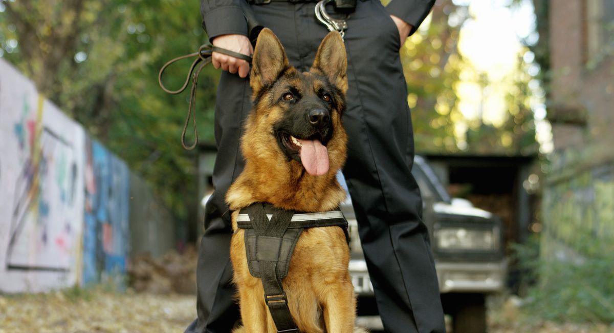 Cambian las normas para los caninos guardianes. Foto: Shutterstock