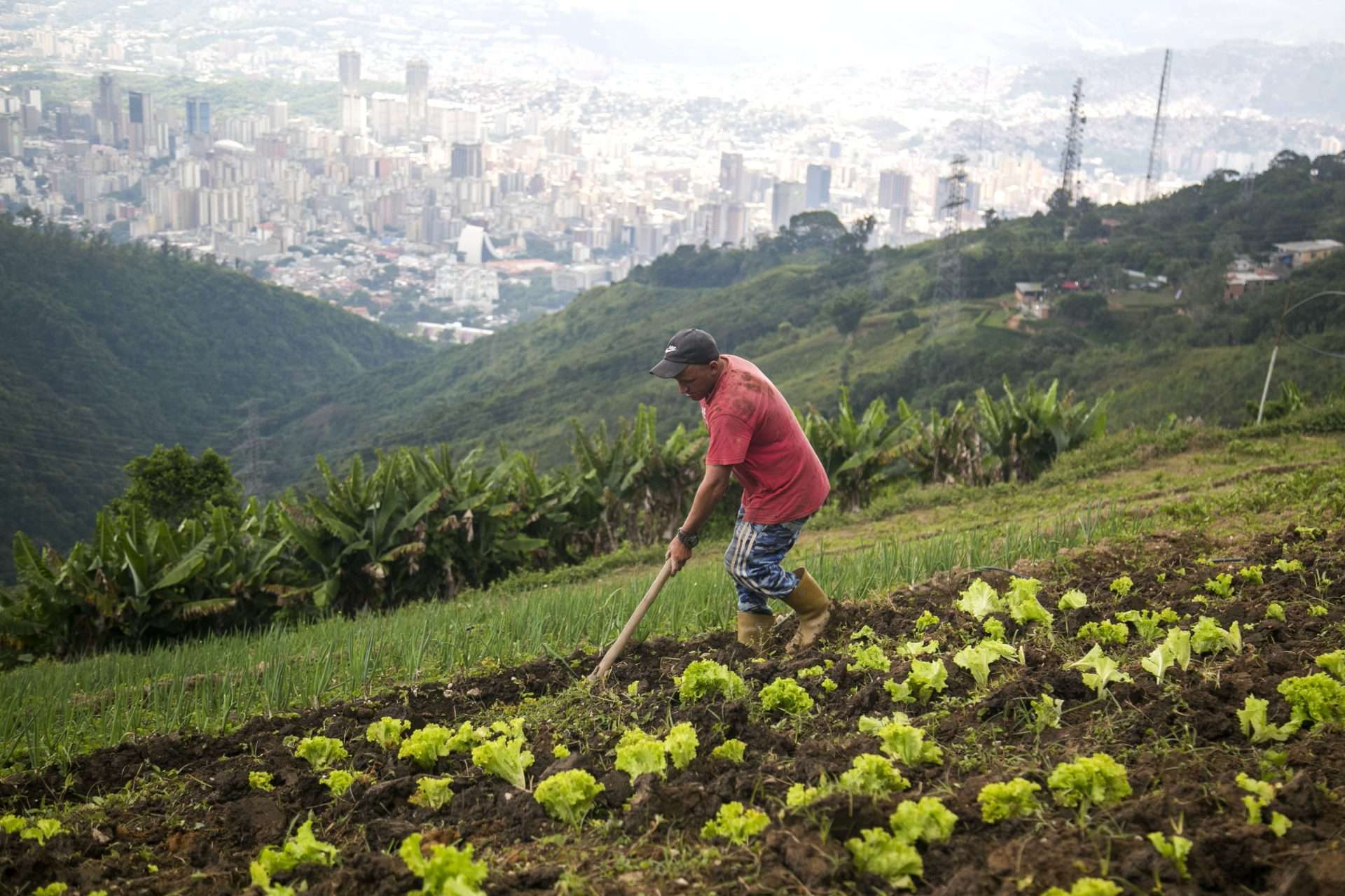 Les producteurs de Waraira Repano assurent les assaisonnements des hallacas