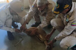 Cerf d&rsquo;Ávila sauvé dans la zone urbaine de La Guaira