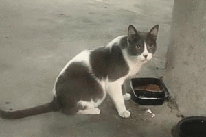 El Ruso, le chat furtif des sous-sols du centre commercial