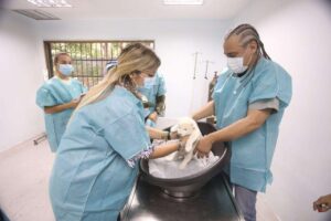 Les lions blancs nés à Maracay sont en bonne santé