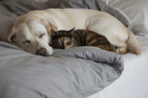Un sauvetage sous la pluie qui a montré que les chiens et les chats peuvent être les meilleurs amis du monde