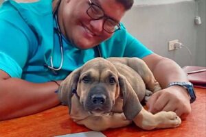 Les unités de protection des animaux de Zulia ont repris les soins aux animaux de compagnie