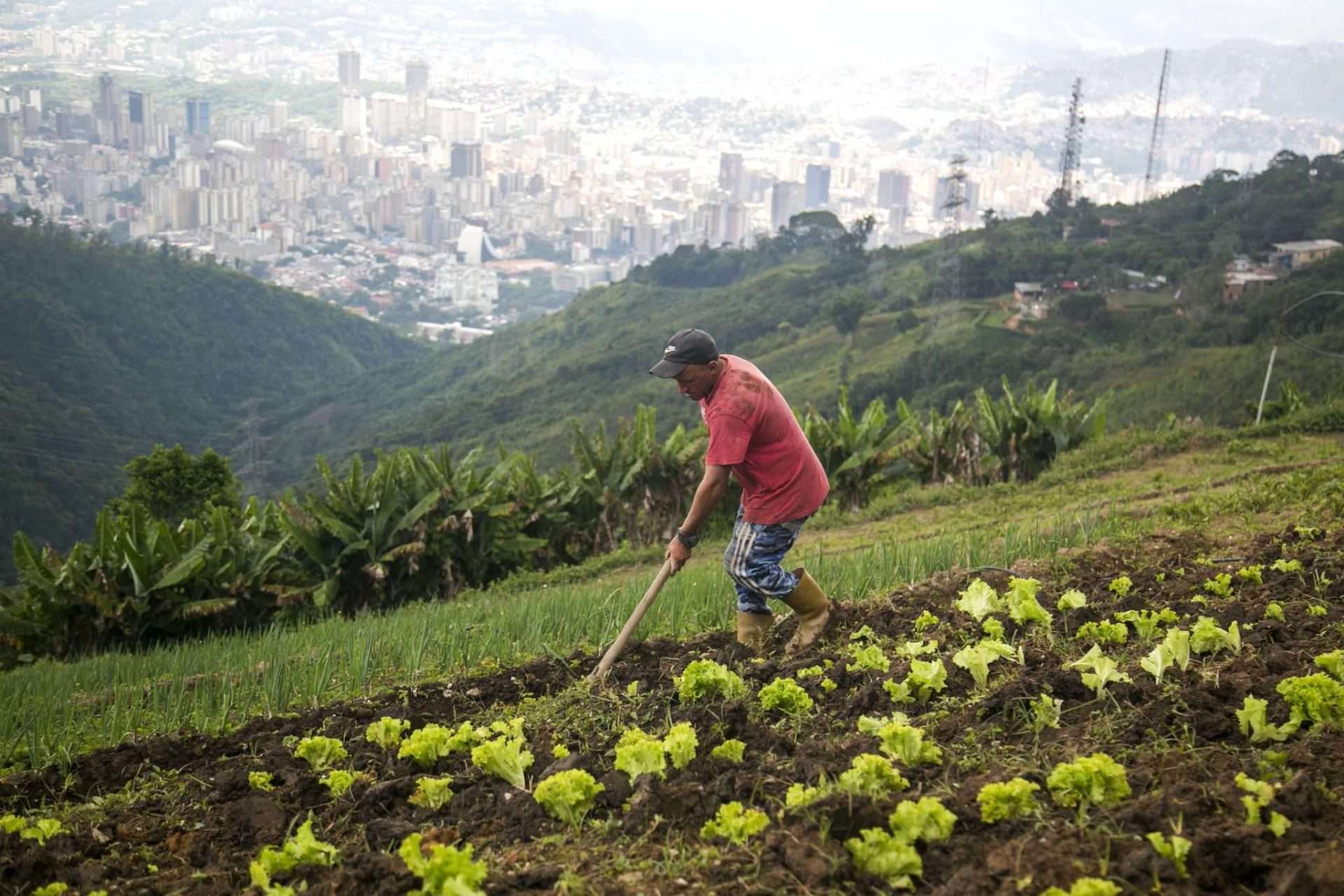 À Caracas, ils ont produit 5 860 tonnes de nourriture en 2025