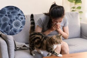 Ce sont les races de chiens et de chats adaptées aux personnes sensibles