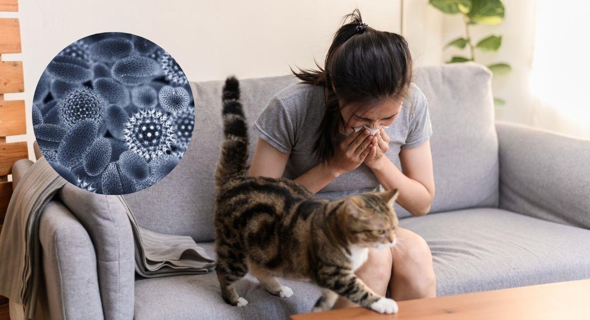 Mascotas hipoalergénicas: perros y gatos ideales para hogares con sensibilidad. Foto: Shutterstock