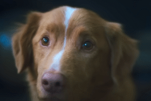 Indy, le chien qui a défié Hollywood et est entré dans l&rsquo;histoire du film d&rsquo;horreur