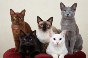 La Thaïlande déclare ses chats indigènes comme symboles nationaux