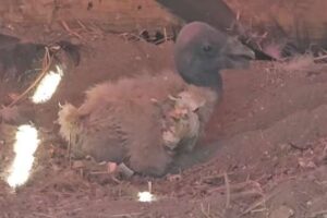 Un poussin de condor des Andes né en captivité à Mérida