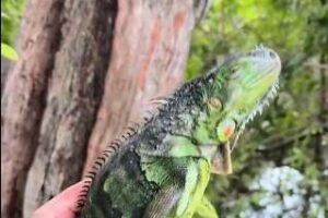 Des iguanes tombent des arbres à cause du froid extrême en Floride