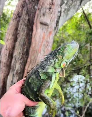 Des iguanes tombent des arbres à cause du froid extrême en Floride
