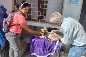 La Mission Nevado a soigné plus de deux mille animaux à Turmero