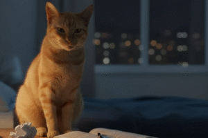 L&rsquo;amour est entré par les balcons : l&rsquo;histoire du chat Rubia