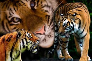 L&rsquo;énergie du Tigre