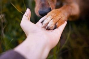 Service public de crématorium pour animaux de compagnie activé à Maracay