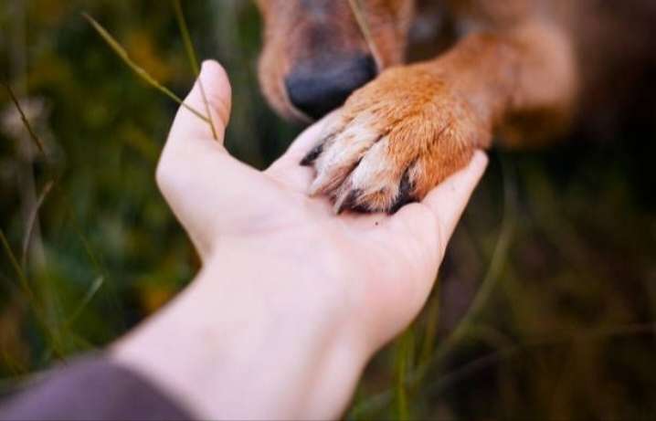 Service public de crématorium pour animaux de compagnie activé à Maracay