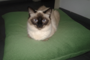 Agata, le chat sauvage du rez-de-chaussée