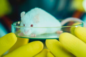 Ils parviennent à réactiver le cerveau d&rsquo;une souris après avoir été gelée