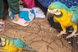 Ils sauvent sept animaux et les autorités insistent sur le fait que la plainte est essentielle