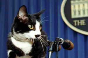 La vie du chaton Socks a cédé la place à la célébration de la Journée internationale