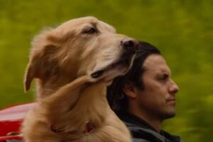 Le chien est le meilleur allié de l&rsquo;homme et ces films le prouvent