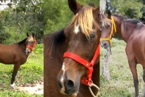 Les chevaux de calèche de Carthagène trouvent un nouveau foyer après avoir été adoptés par l&rsquo;Université d&rsquo;Antioquia