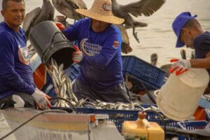La saison de la sardine 2026 démarre avec succès
