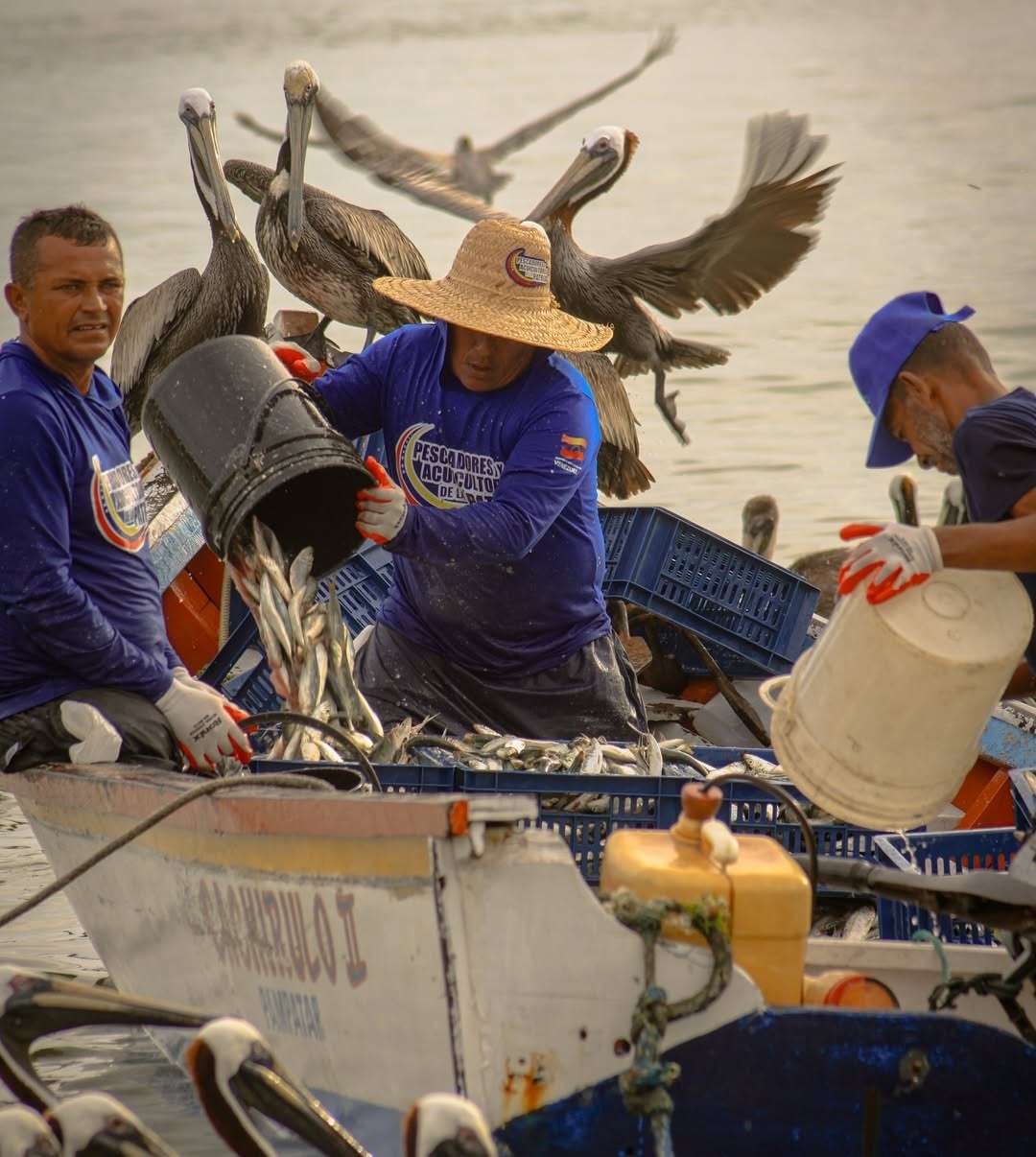 La saison de la sardine 2026 démarre avec succès