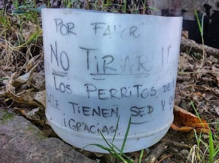 Conseils pour aider à hydrater les animaux à fourrure dans la rue