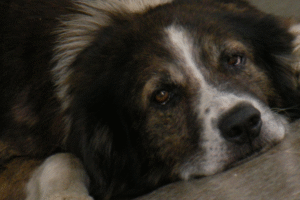 Mon chien ou mon chat pourrait-il avoir quelque chose comme la maladie d&rsquo;Alzheimer ?