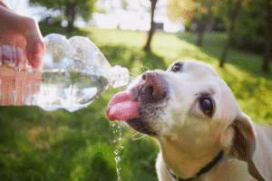 Recommandations pour prendre soin de nos chiens à poils contre la chaleur