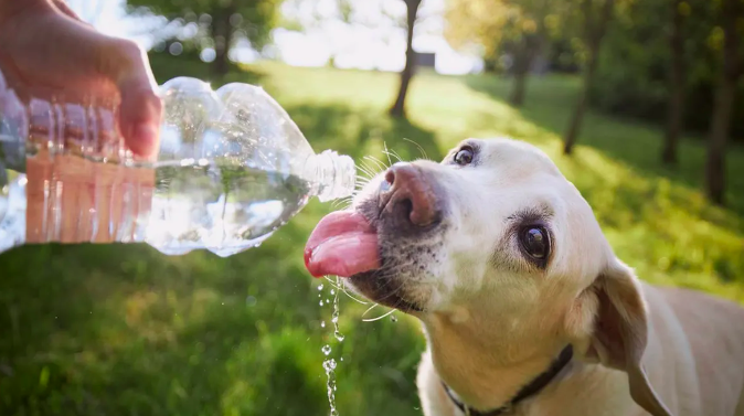 Recommandations pour prendre soin de nos chiens à poils contre la chaleur