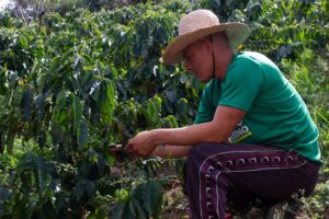 Sur les terres de Coche, on produit le café La Rinconada