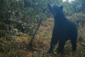 Un corridor écologique garantit la survie de l&rsquo;ours frontalier